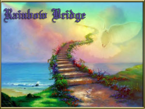 A DAY, RAINBOW BRIDGE 5