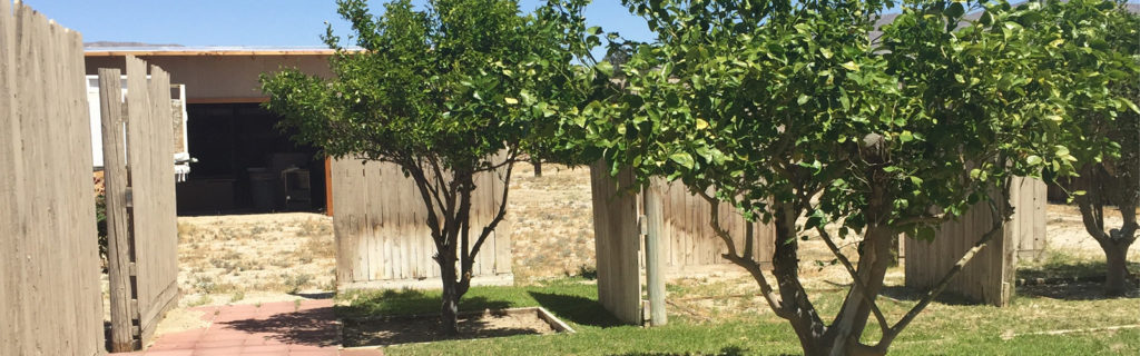 Trees in Yard